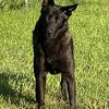 Belgian Malinois Pups, AKC,DNA,OFA Testing, 3 yr health guarantee