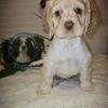 AKC American Cocker Spaniel Puppies