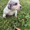 Australian Sheagle puppy