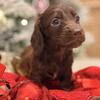 Espresso- choclate long haired female $6000