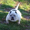 Micro American bully female
