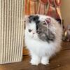 Bicolor Pure Persian Kittens 