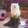 Himalayan Kitten irresistible
