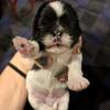 CKC Shih Tzu 