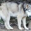 Ckc Siberian Husky males 2yrs old