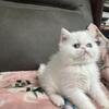 Persian exotic shorthair girl (reduced)
