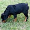 Rottweiler female pup