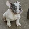 MERLE FEMALE POCKET BULLY