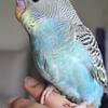 2 young male baby budgies