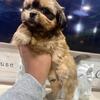 Two Shih Tzu puppies left