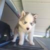 Akc siberian Huskies