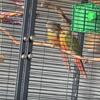 conures