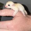 Sugar glider 