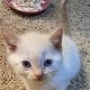 Flame point siamese 