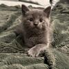 (Reduced price) Russian blue kitten