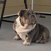 GREAT DEAL English bulldog 