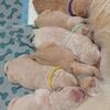 Golden Retriever Puppies