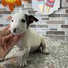 English bull terrier for sale 