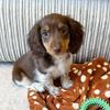 Longhair Dachshund Puppies