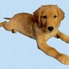 AKC Golden Retriever Puppies