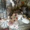 Blue pitbull  puppies
