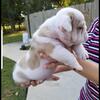 English bulldog puppies & French Bulldog puppiesavailable -  reserve now