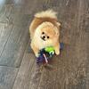 Korean Teddy Bear Pomeranian – Male 🐾