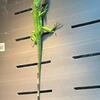 Iguana 