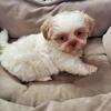 Shih Tzu Puppies LIVER!!!