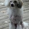 Powder Puff Chinese Crested
