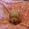 Toy poodle sold