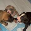 American Pitbull Terrier Puppies! Born On October 22nd! Looking for their New Home!