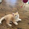 British Shorthair Kitten - Milo