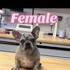 Female French bulldog 