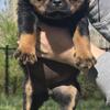 Rottweiler Pups (AKC)