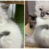 Ragdoll/Himalayan Male Kittens