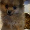 Pomeranian puppy male