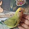 Hand fed and tame baby lovebird * We safely ship *