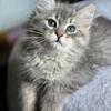 Siberian Cats for sale