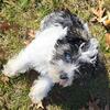 For Sale male mini Schnauzer 