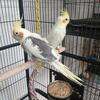 Baby Lutino Cockatiel and Baby Pied Cockatiel