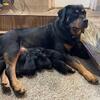 Farm Raised AKC and CKC Registered Rottweiler Puppies born September 1, 2025 and October 5, 2025