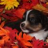 AKC Mini American Shepherd pups 