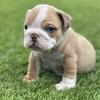 English bulldog 