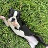 Beautiful loving male Boston Terrier!!!!