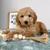 Mini Goldendoodle Puppy