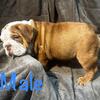 AKC English Bulldog Chocolate Fawn Sable 