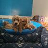 Toy poodles on SALE