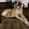 4 year old Great Dane 