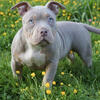 Gorgeous Female Pocket Bully 